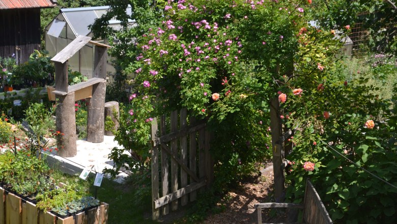 A flowering garden with a wooden gate, roses and plants in pots.