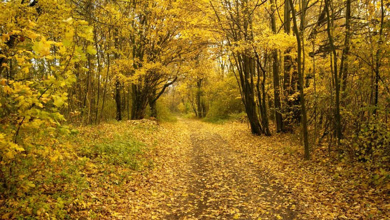 An autumnal forest path covered in yellow leaves.