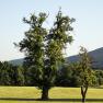 Two old fruit trees in a meadow in front of a wooded hill.