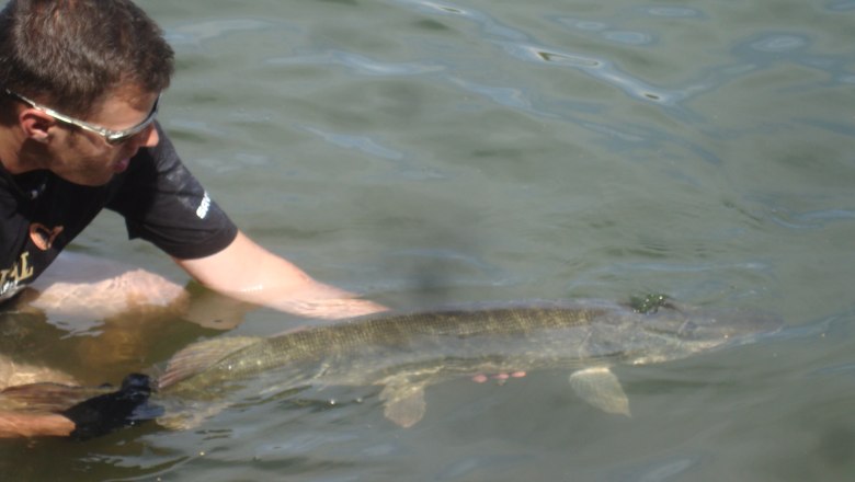 A man in the water carefully holds a large fish, presumably a pike, in the water.