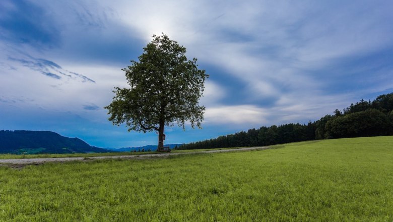 The lonely tree, &copy; monoandmore