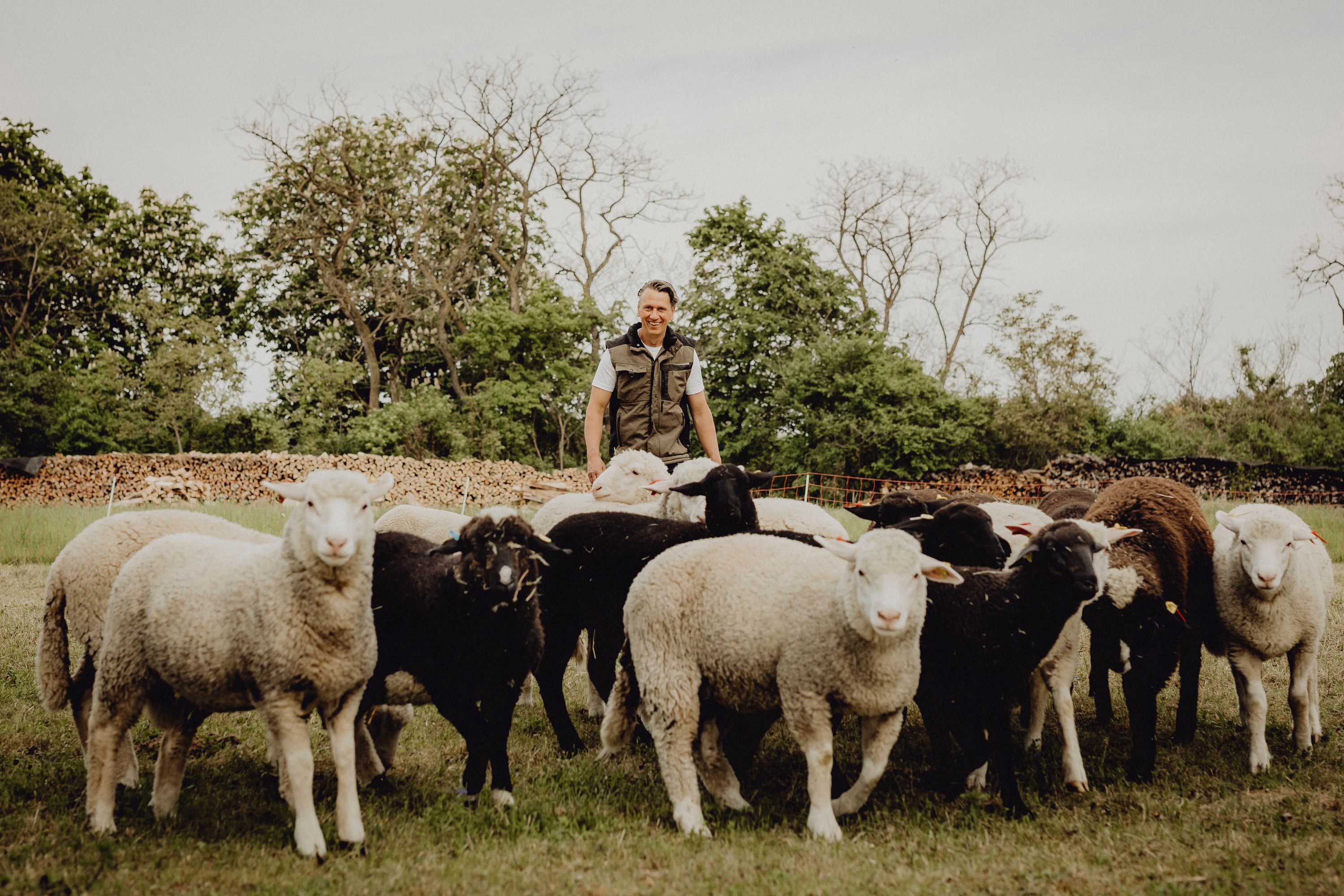 A man stands behind a flock of sheep in a meadow with trees in the background.