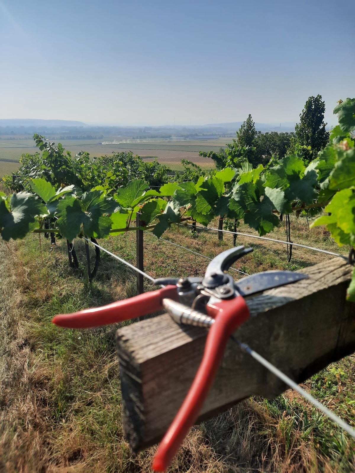 Organic farm Bauer
