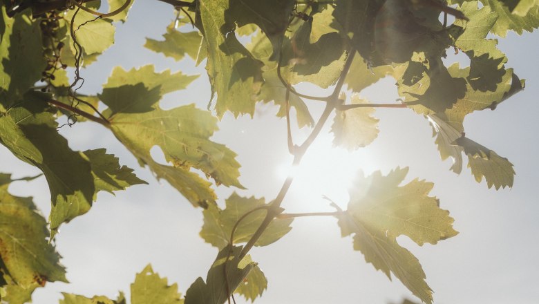 Vine leaves in the sunlight with a blue sky in the background.