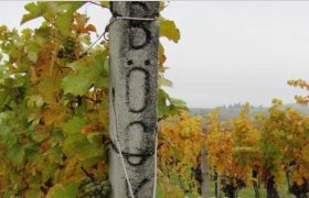 Vineyards, &copy; Weingut B&ouml;ck