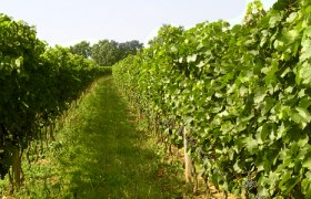 Rows of green vines in a vineyard.