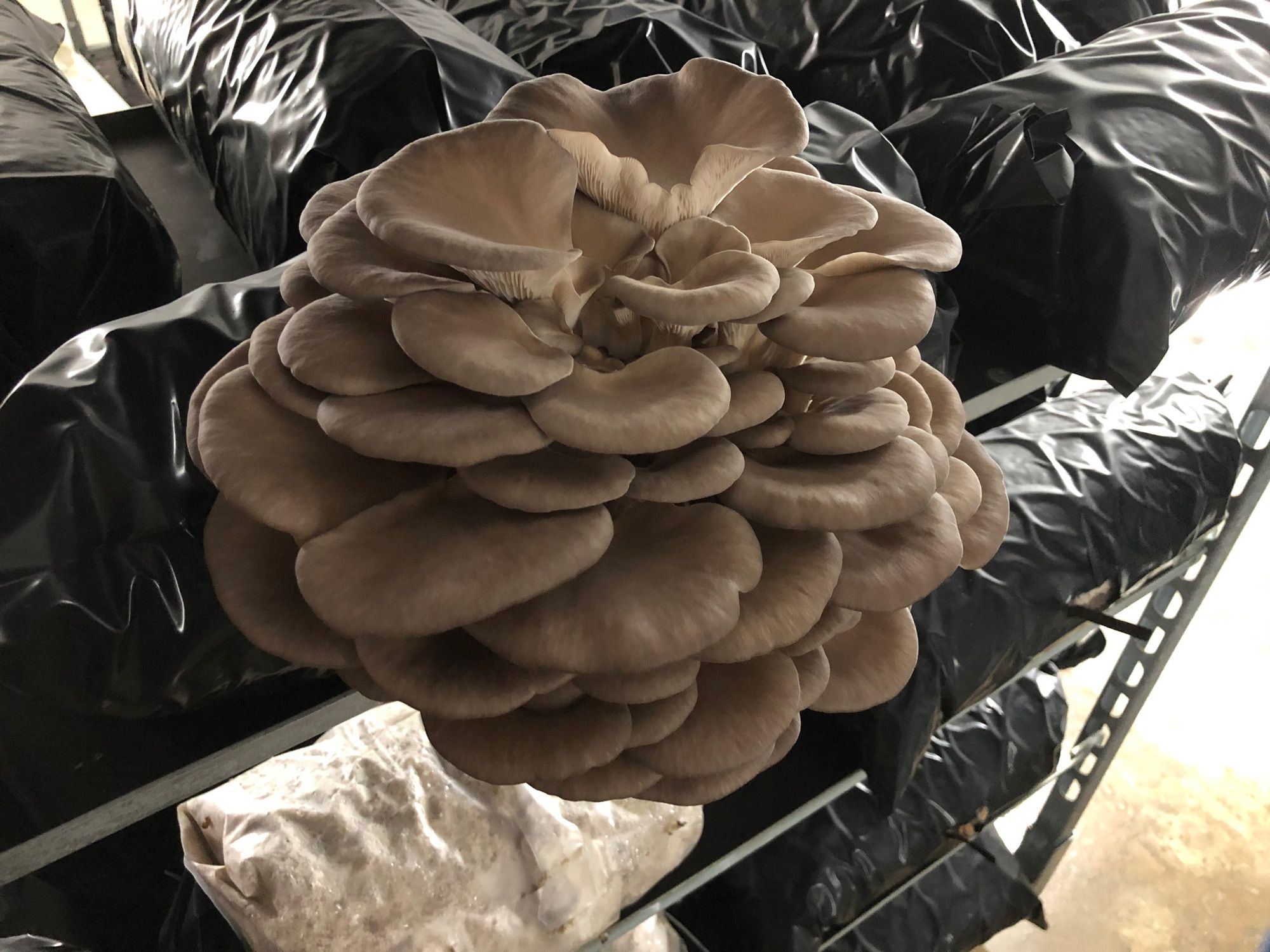 Edelpilzzucht Reiser, Rohrau, Mushrooms
