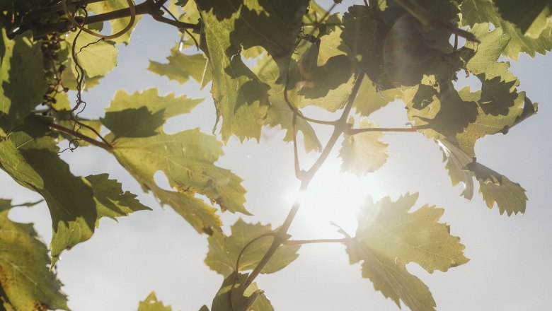 Vine leaves in the sunlight with a blue sky in the background.