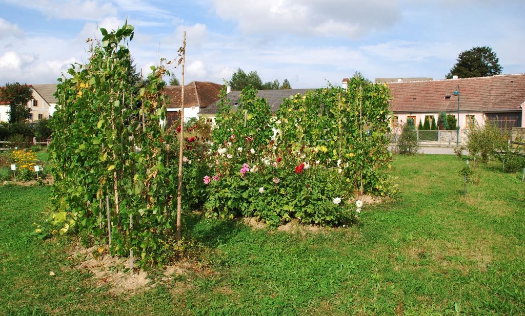 Garden with dahlias and bean plants, buildings in the background.