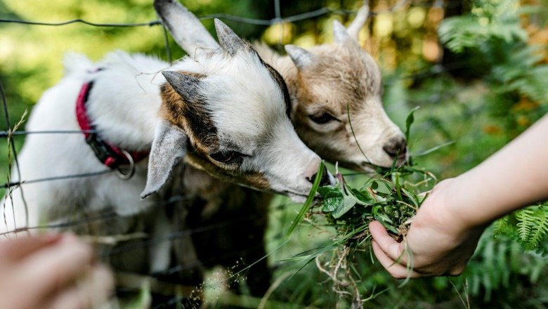 Vacation at the Zwergerlhof, © schwarz-koenig.at