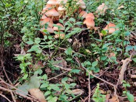 Aubergweg, &copy; Marktgemeinde Hoheneich