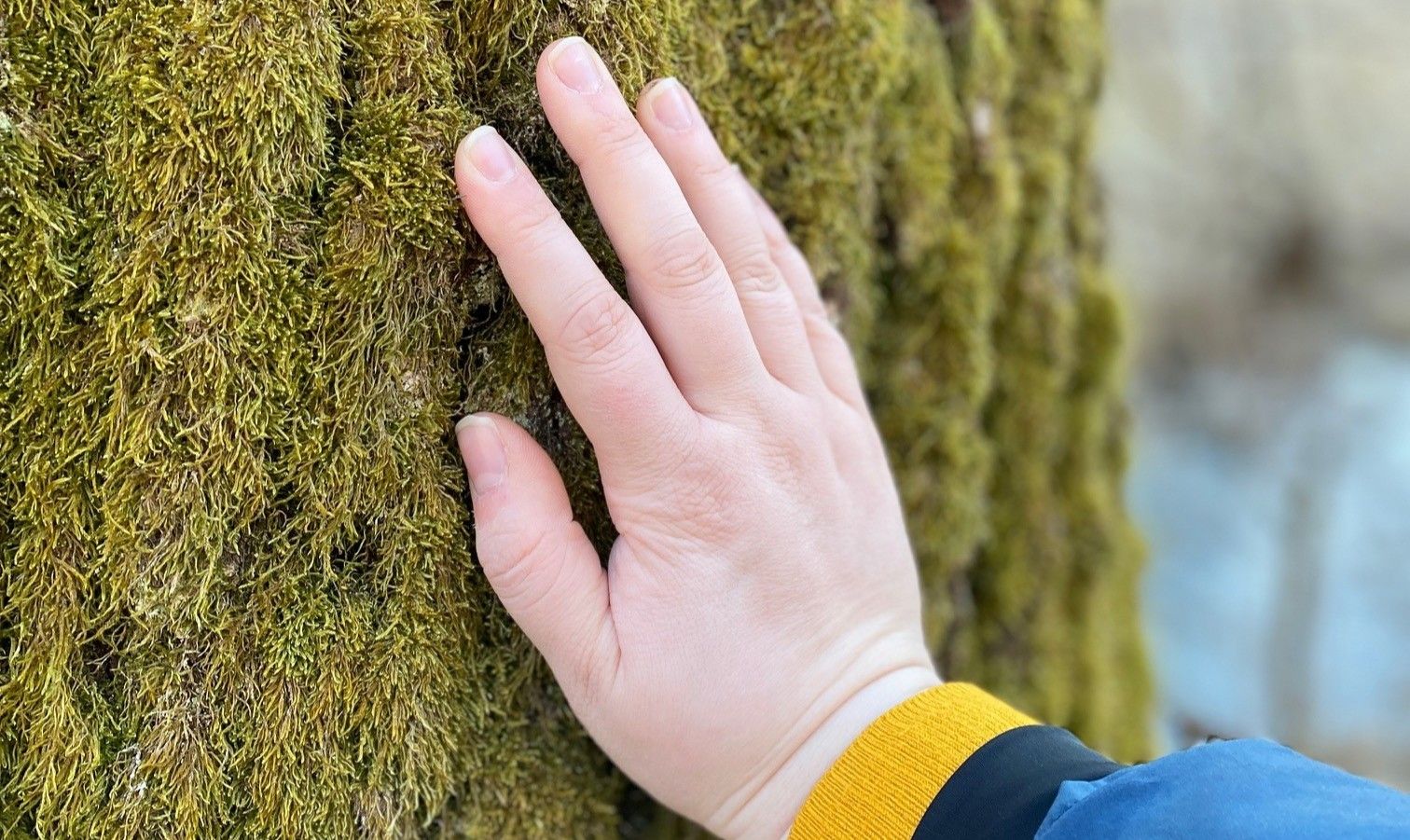A hand touches a tree bark covered with moss.