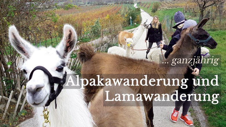 Alpaca experience in the Vienna Woods, © (c) Karina Pöschl