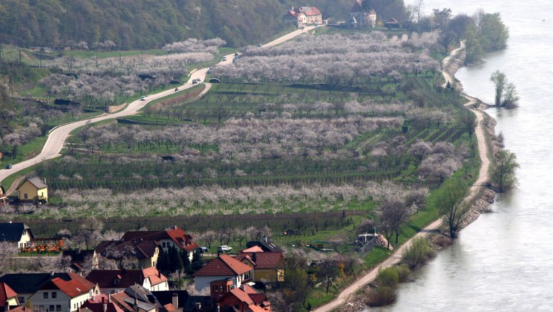 Apricot blossom on the south bank of the Wachau, © Otmar Bramberger
