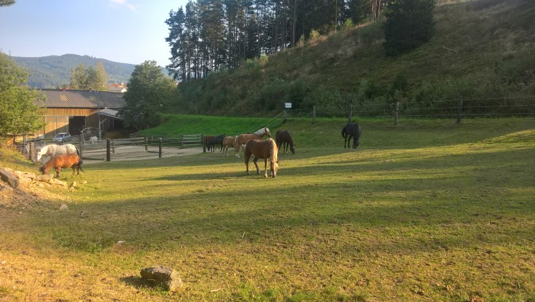 Koppel horse farm, &copy; Pferdehof Kurzmann