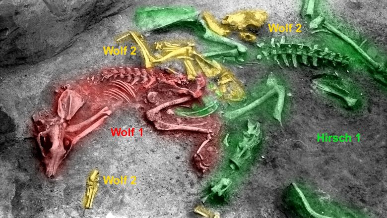 Archaeological excavation with color-coded skeletons of two wolves and a deer.