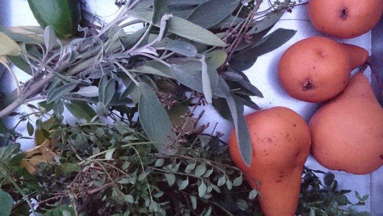 Various herbs and pears on a table.