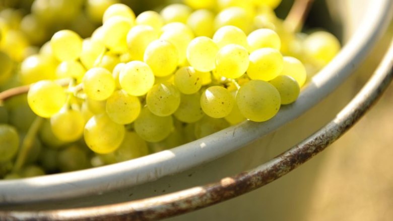 Close-up of green grapes in a metal bowl.