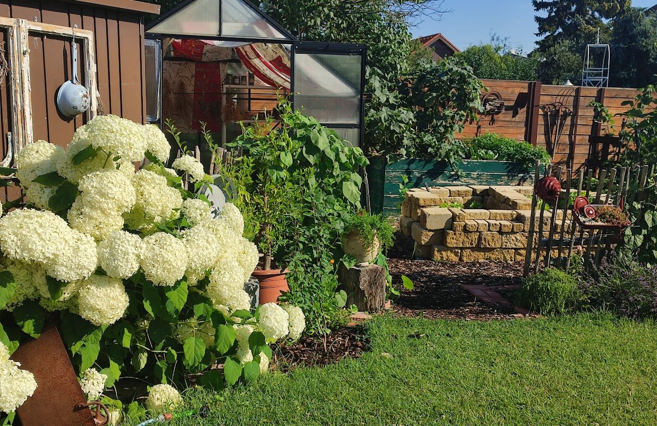 A vegetable garden with a greenhouse, white hydrangeas and raised stone beds.