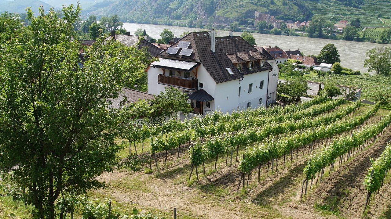 Vineyard with house and river in the background.
