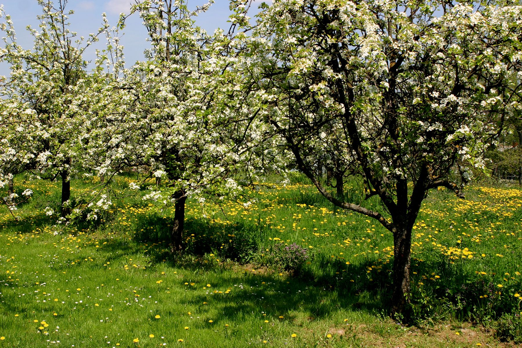 Flowering fruit trees in a meadow with dandelions in spring.