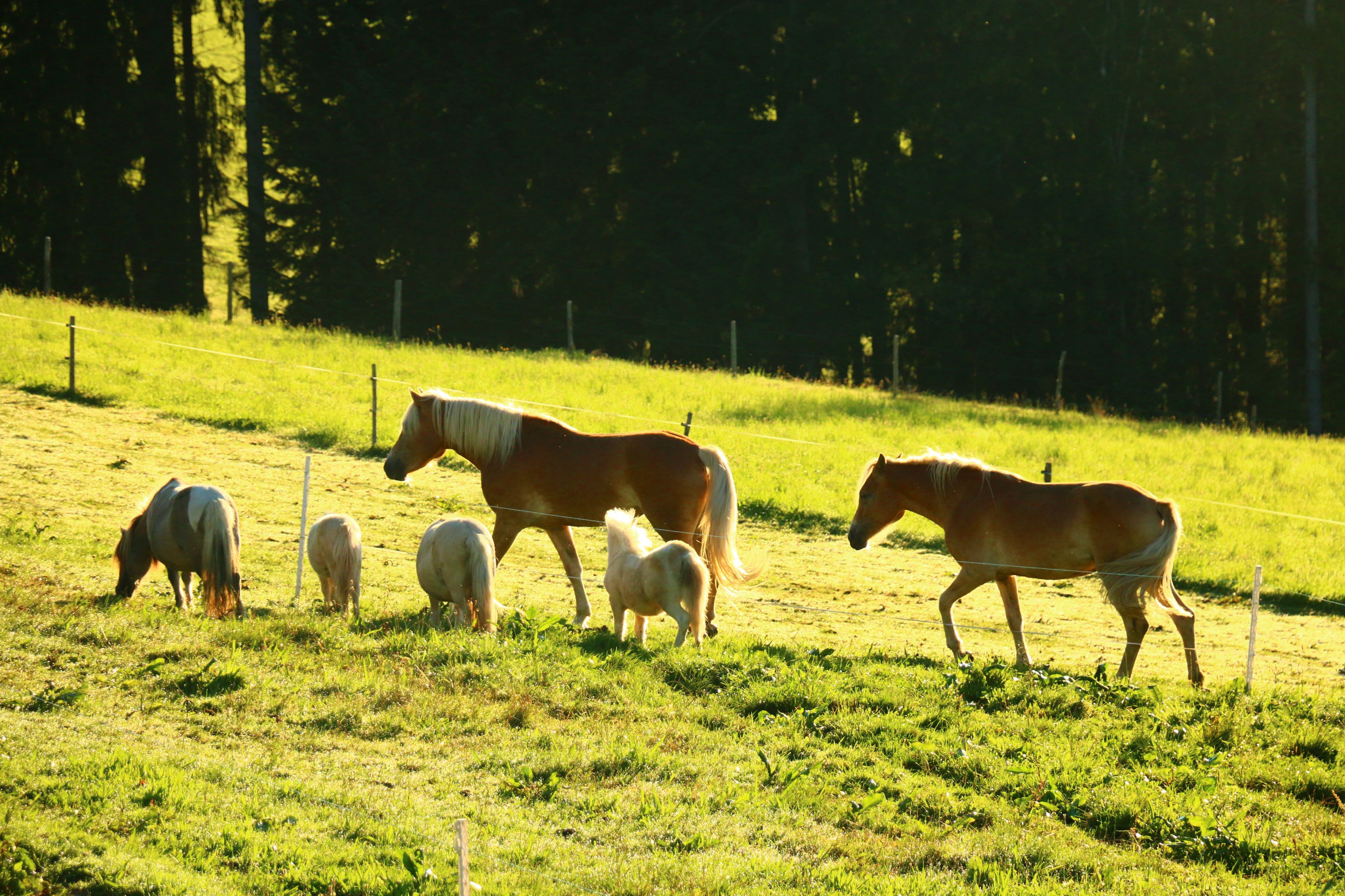 vacation-at-almbauer-9