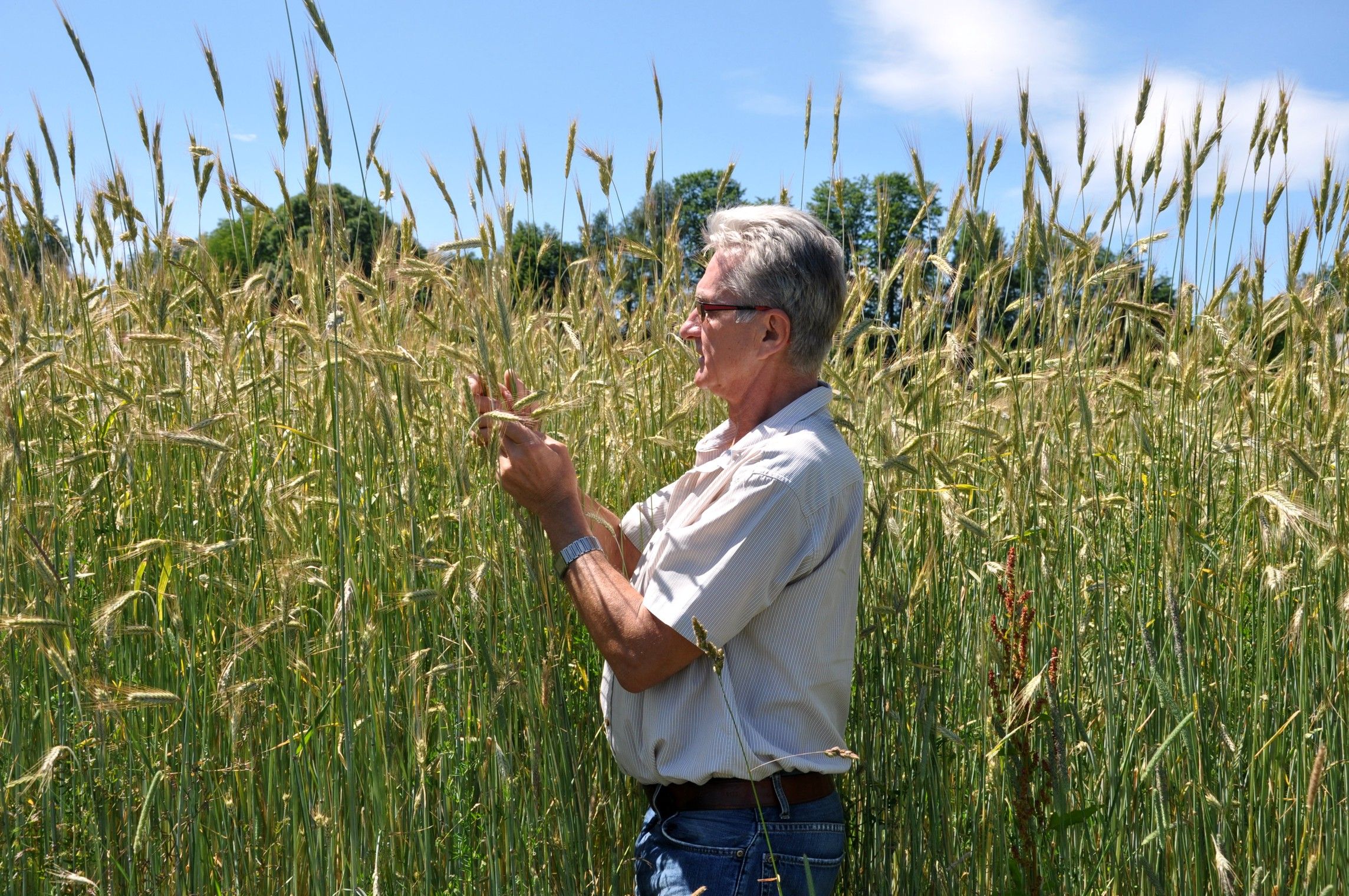 A man stands in a cornfield and examines the plants under a blue sky.
