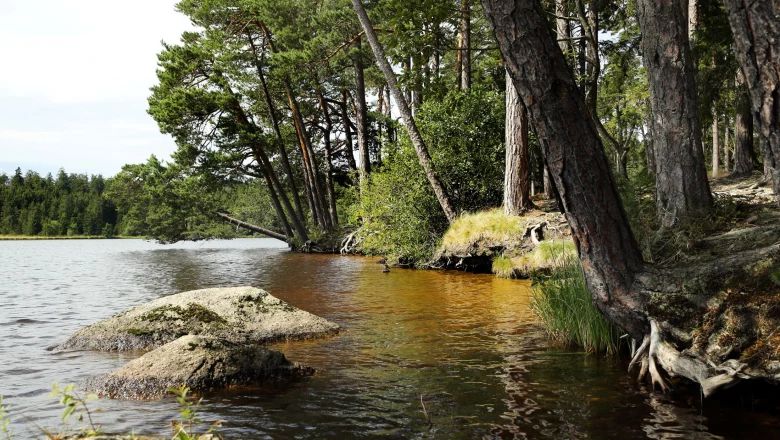 Shore of Lake Edlesberg with trees and rocks.
