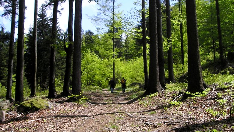 forest hike, &copy; Bertl