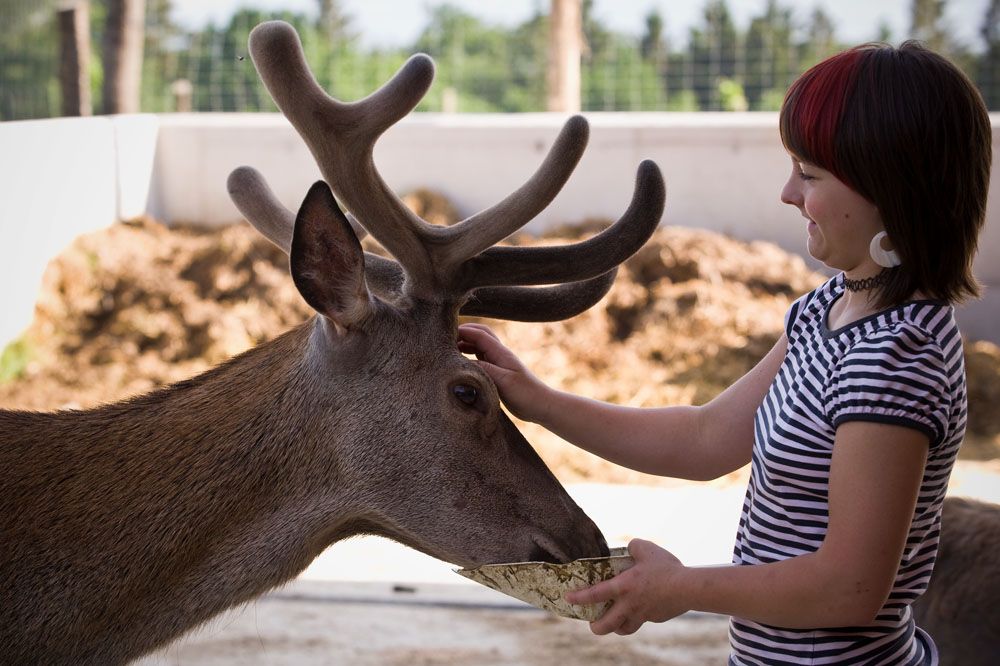 A girl feeds a deer with large antlers in an enclosure.
