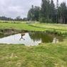 A deer stands in a small pond in a green meadow, surrounded by a forest and a fence.