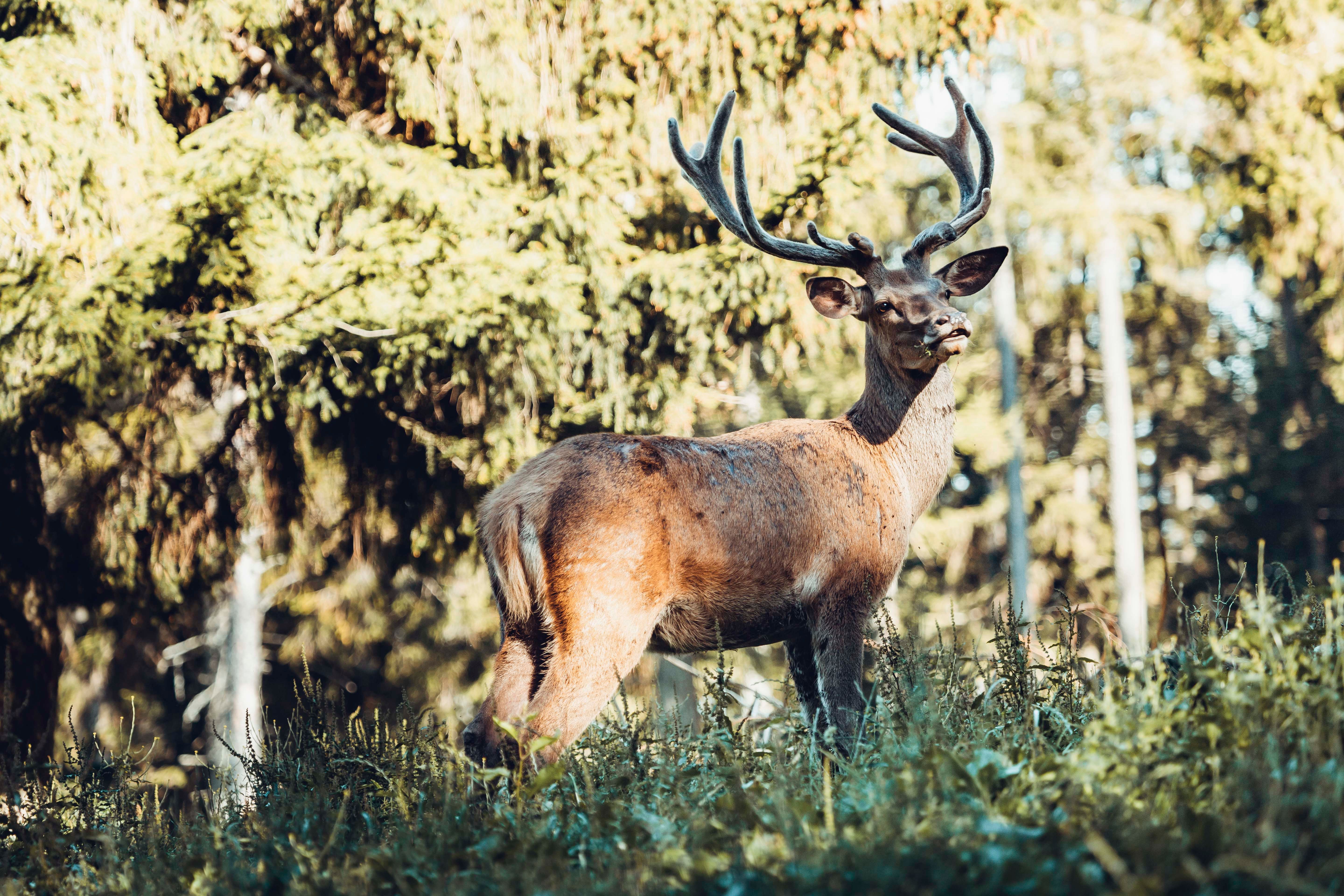 A stag with large antlers stands in the forest and looks to the side.
