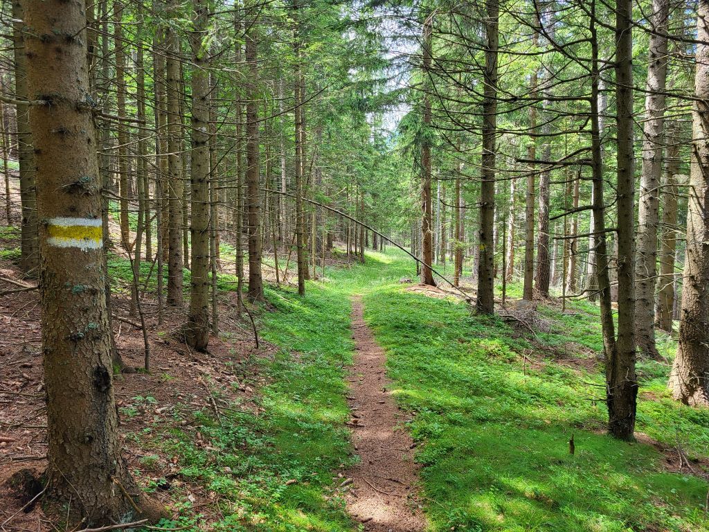 Hiking trail through a forest with markings on a tree.