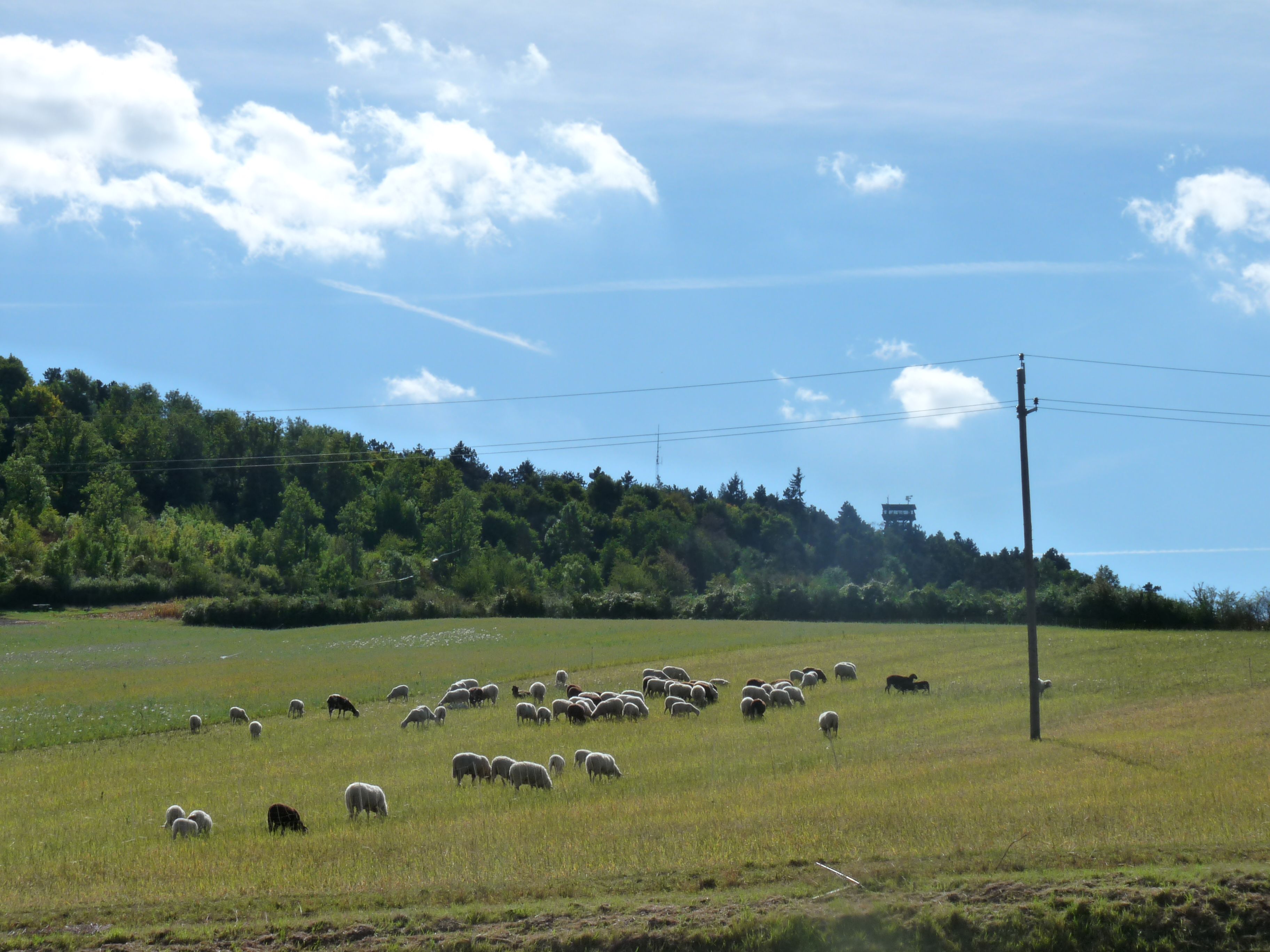 Flock of sheep on a meadow in front of a wooded hill with a lookout tower.