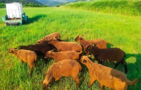 Jura sheep farm Czipin Thomas and Claudia, &copy; Familie Thomas und Claudia Czipin