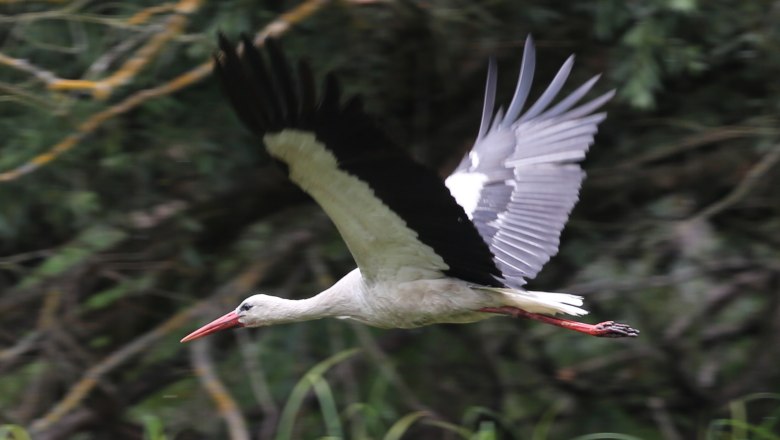 White stork, &copy; A. Pataki