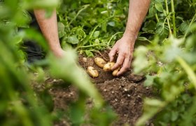 Hands harvesting potatoes from the soil between green plants.