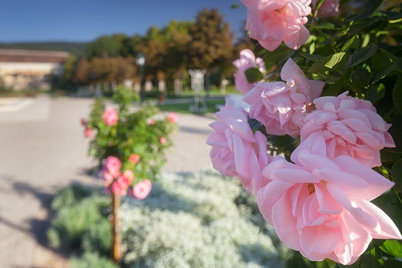 Close-up of pink roses in the Baden Rosarium with blurred background.