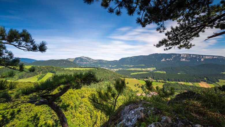 Panoramic view of a green landscape with hills and trees, framed by branches in the foreground.