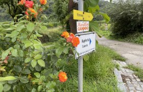 Signpost to the apricot mile with roses in the foreground.