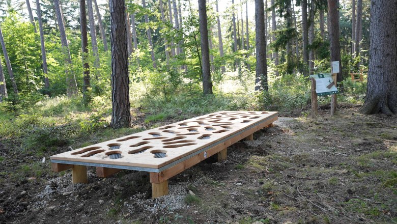 Wooden platform with holes in the forest of G&ouml;ttweig.