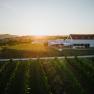 Winery with terrace and vines at sunset.