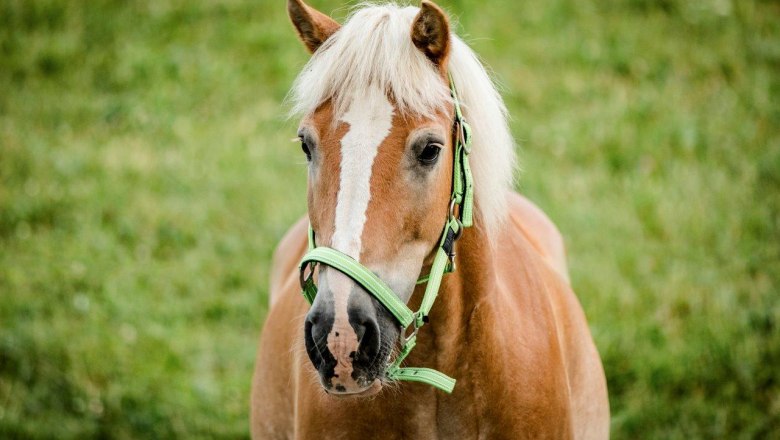 Vacation at the Zwergerlhof, © schwarz-koenig.at