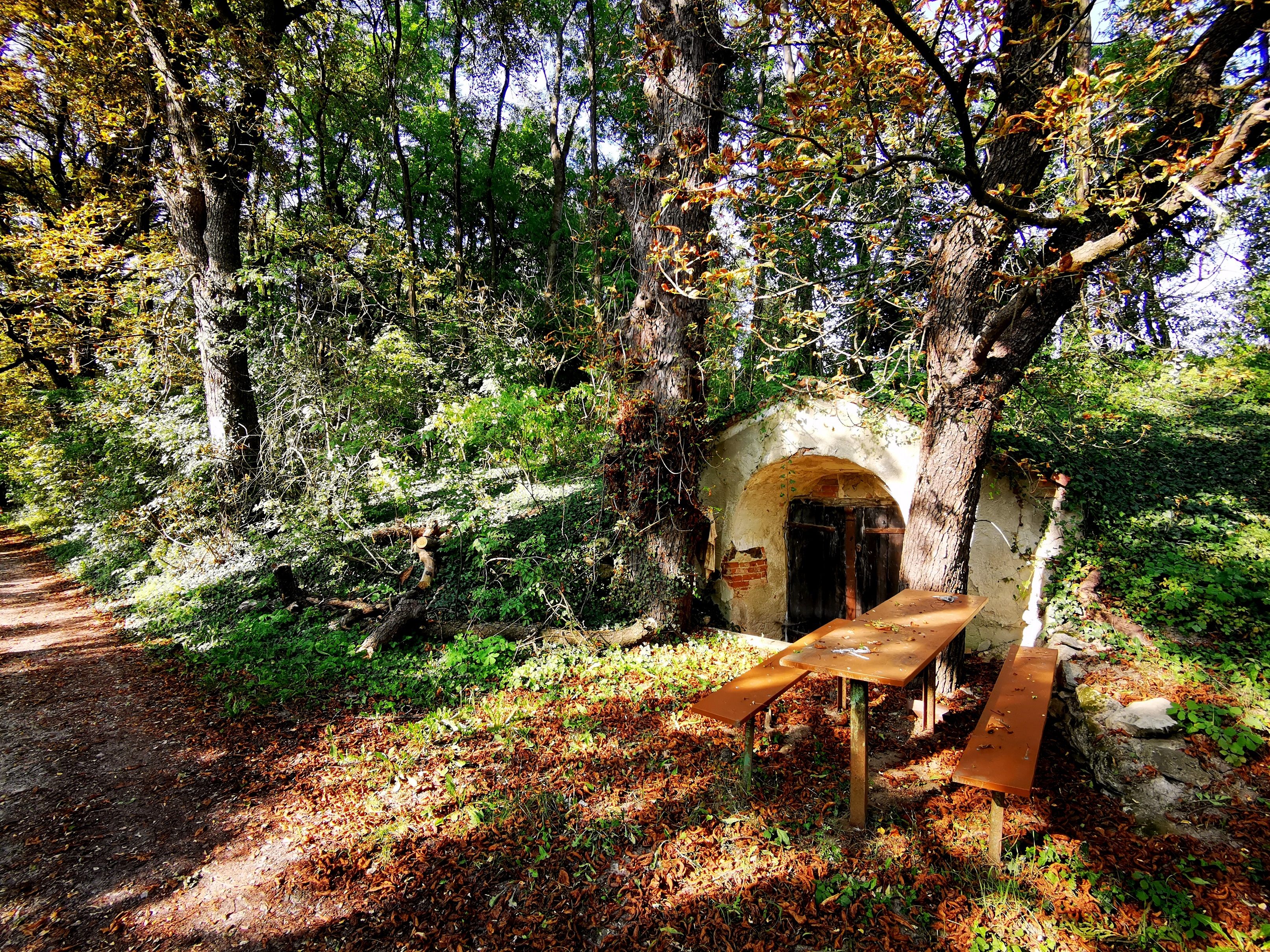 Wine cellar lane in Schrattenthal with table and benches in the forest.
