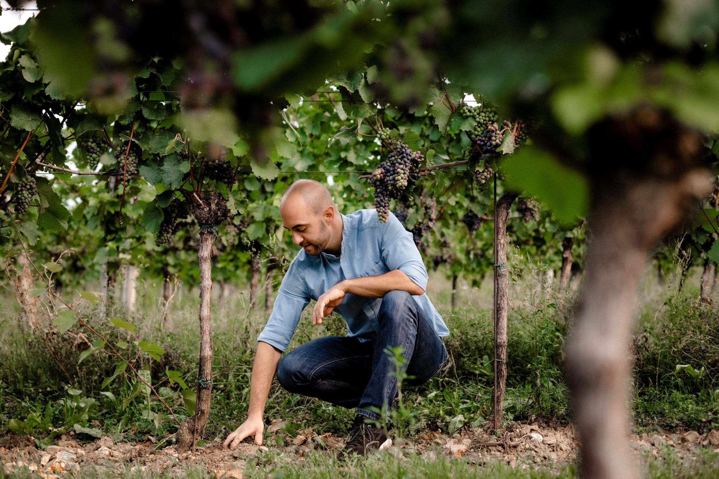 Man in blue shirt kneels in a vineyard and touches the ground.