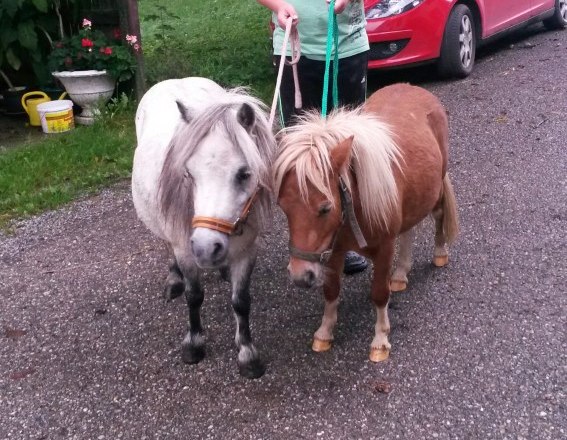 Ponies Riki and Fritzi, © Fam. Himmelmayer