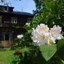 Close-up of blooming rhododendron in front of a wooden hut