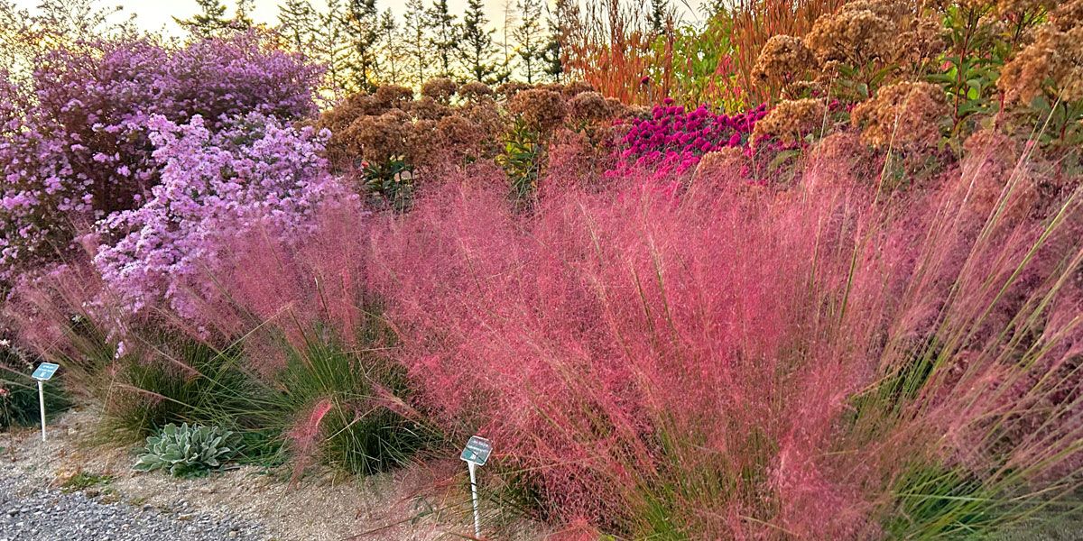 A garden with pink and purple flowering plants and grasses.