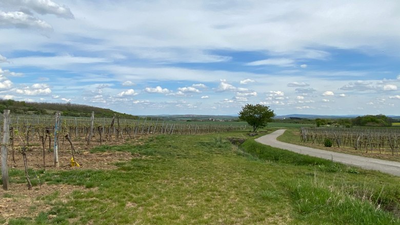 Vineyards with a path and a tree under a blue sky with clouds.