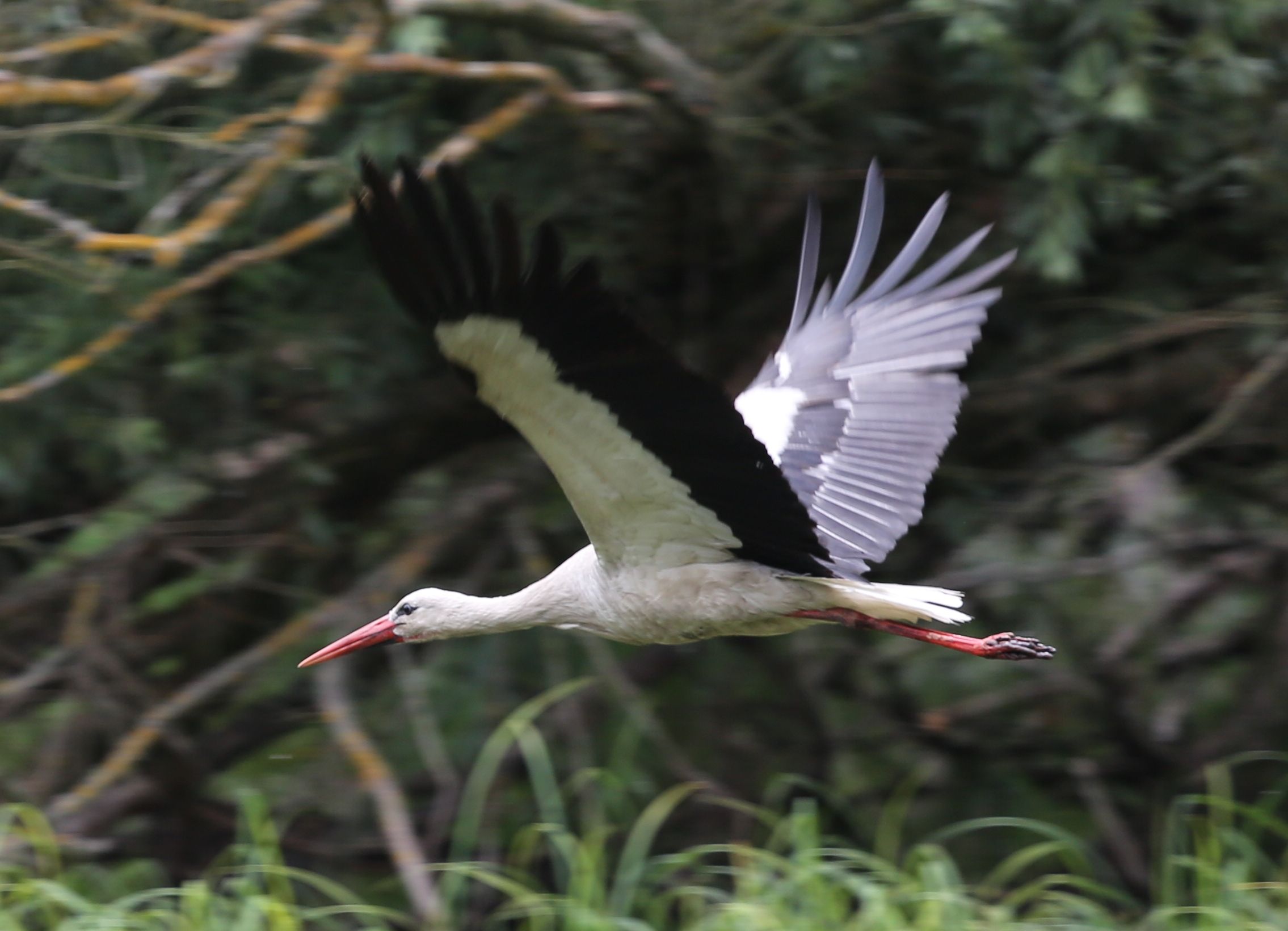 White stork